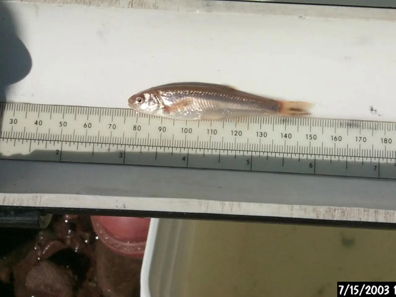 In this image we can see a scale, fish, table and also some other objects. In the bottom right...