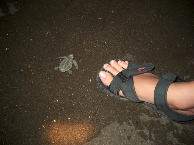 Turtle named Charlotte, diagnosed with 'Bouncy Butt' Syndrome, receives a specialized 3D-printed...