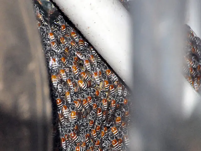 Delve into the Possibilities of Honeybee Robotics Careers: Embrace the Vanguard of Progress and...