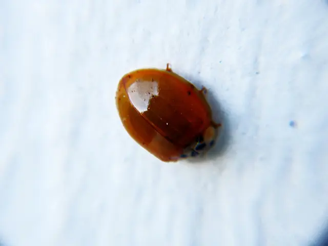 Uncovered Remote Command Execution Flaw in Cisco ISE Grants Attacker Root Access Privileges