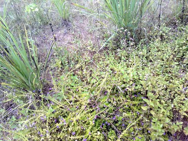 Hear the chilling plasma sounds captured by Voyager 1 as it passed through Jupiter's bow shock zone