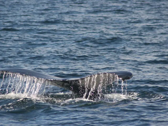 Shift in Whale Strategy Signals Demise of Bitcoin's Four-Year Cycle Theory, According to Experts