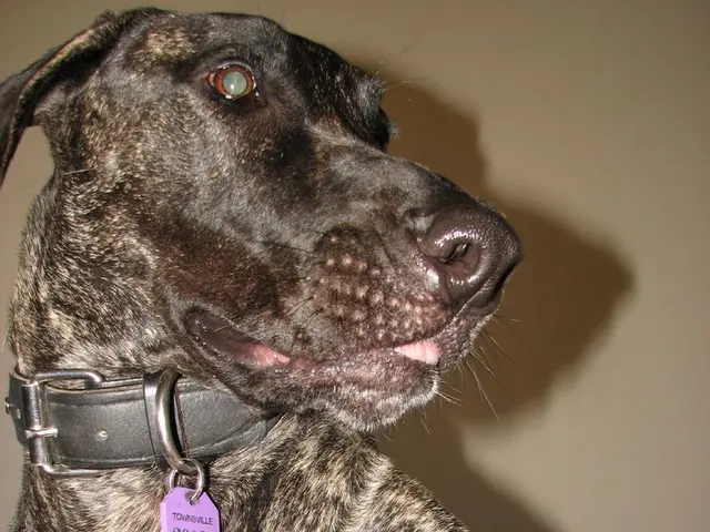 Dog proprietors are influencing the structure of Hollywood's amusement industry