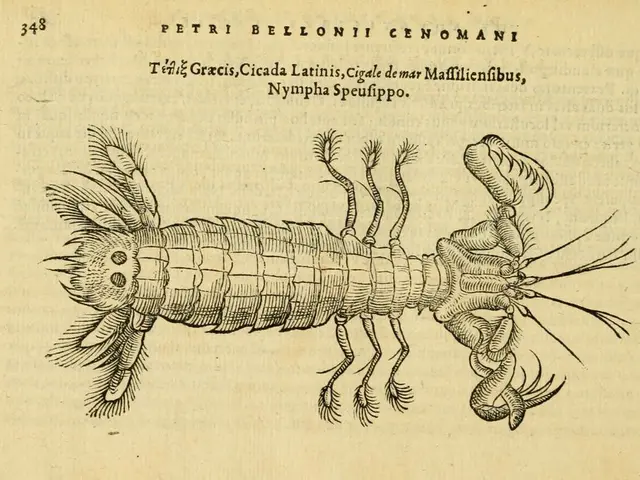 Thirteenth edition of the online magazine "No Bees, No Life" was made public