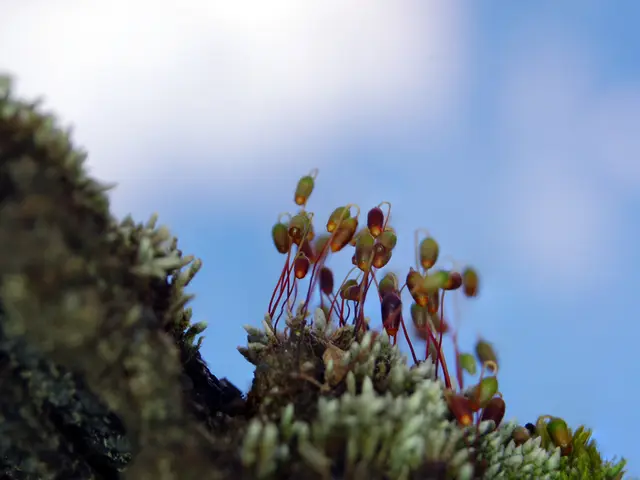 Top 154 Telescope Optical Tube Assemblies Ideal for Astrophotography