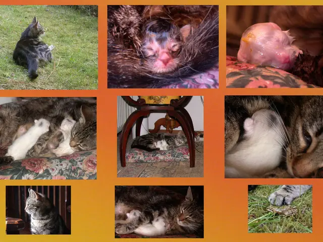 Film techniques for incorporating animals in method acting roles, unveiled from the UK film...