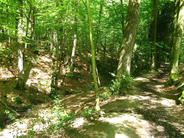 Million Trees Planted Globally in 13 Nations: Arboreal Conversation Initiated