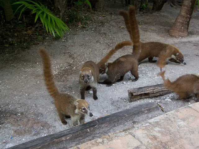 Wolves' fifth album balances established elements with innovative, forward-thinking features.