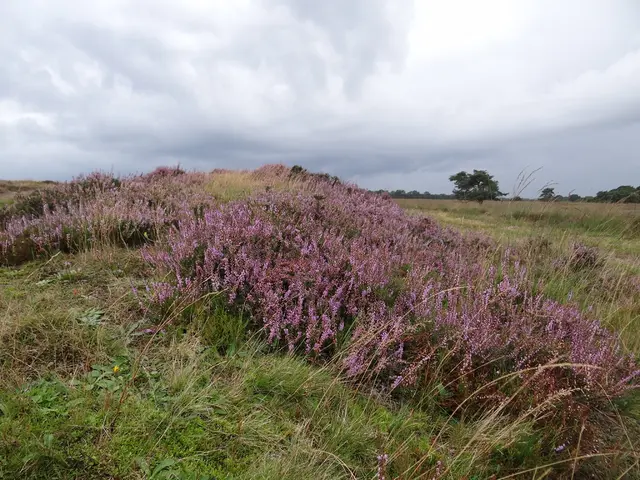 Alien life's potential color: Purple