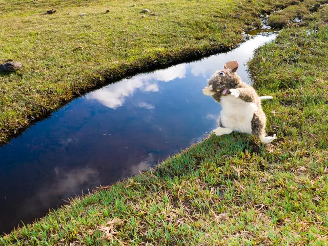 Daily income potential of $9,474 through UK-verified ALL4 Mining's free cloud mining service for...