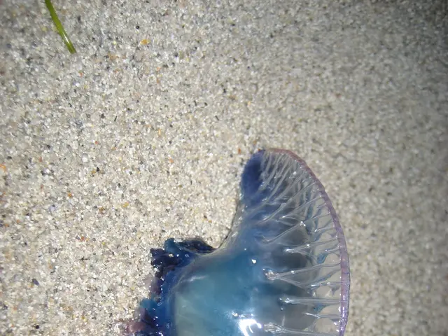 Australian researchers have unearthed a colossal stick insect boasting a length of fifteen inches,...