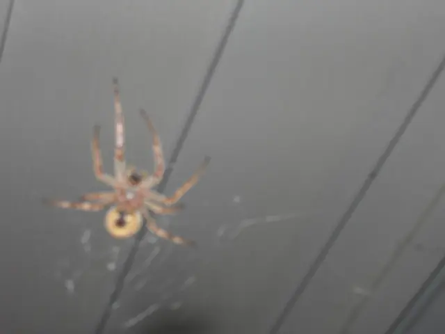 Strategies for Creating Your Initial Web Pages