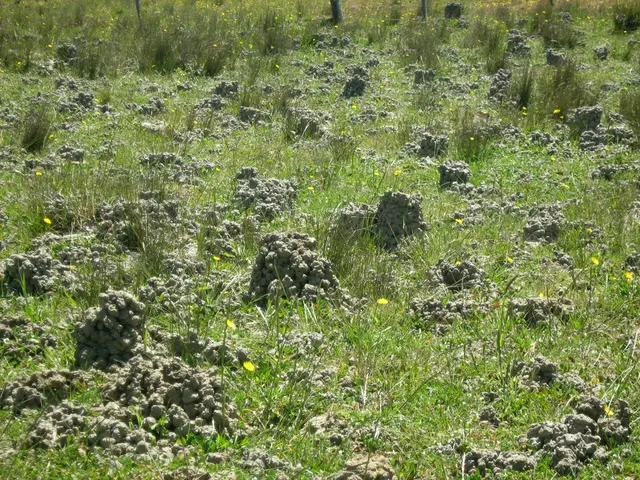 Explore the San Diego Zoo for the initial Pikmin Bloom MINI WALK event in North America, currently...