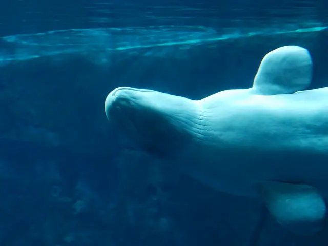 "Review of the 60 RGB Video Light in Venom Series"