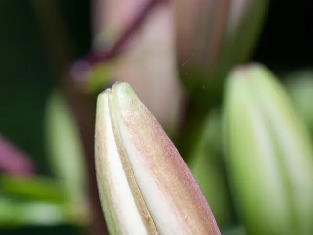 Update TikTok Profile Picture: Invalid or Invisible Issue Troubleshooting