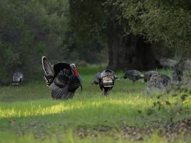 Ethereum Developer Alleges Turkish Officials Accused Him of Aiding Others in Misappropriating...