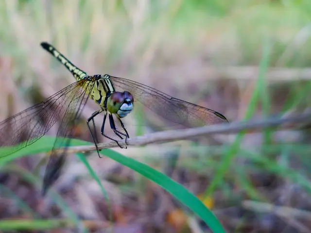 Skyrim Special Edition's compatibility with Nexus Mods confirmed?