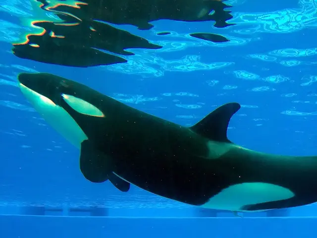 Evolutionary History of Ocean's Majestic Whales Unveiled Through Recent Findings, Revealing Their...