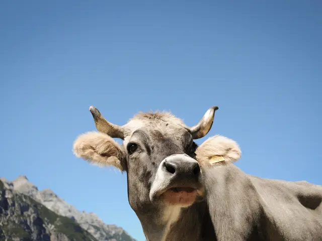 API Available for Google Trends, Yet Could Possibly Not Suit Your Needs