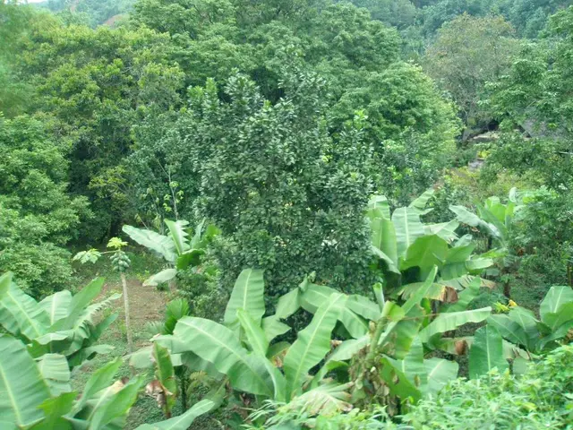 Overview of Binary Tree Structures