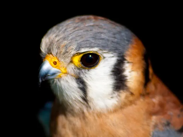 Kid's Lunar Telescope Evaluation: An Outstanding Selection