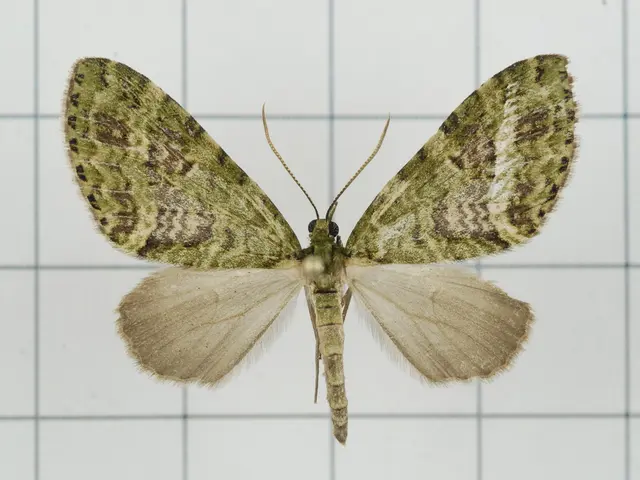 Acquire the current edition of Metal Hammer, featuring a unique glow-in-the-dark Nova Twins tee,...