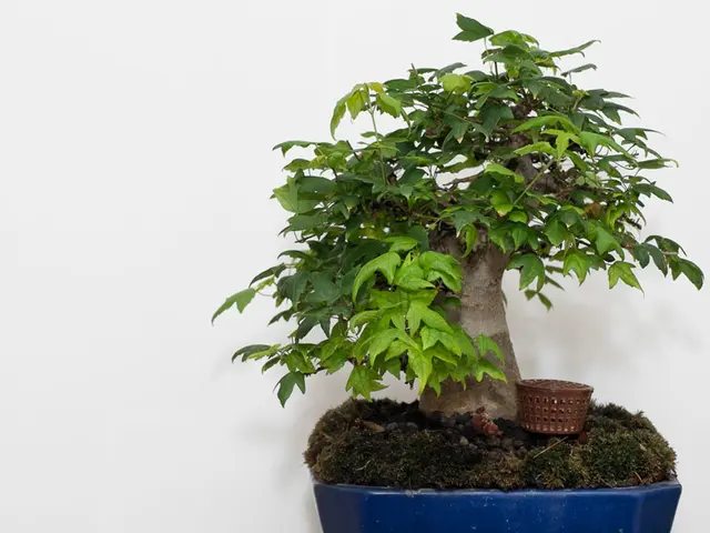 Union of Bonsai Tree Parts: Selecting Right Scion and Rootstock for Harmony