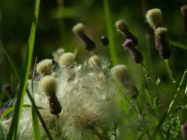 A university student group from Brown aims to transform agriculture disease control through...