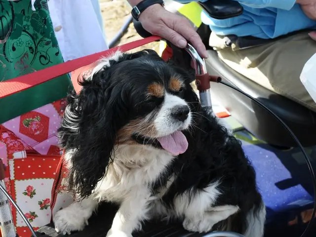 Top Cryptocurrencies to Invest In Now with Ethereum and Ripple Values Skyrocketing