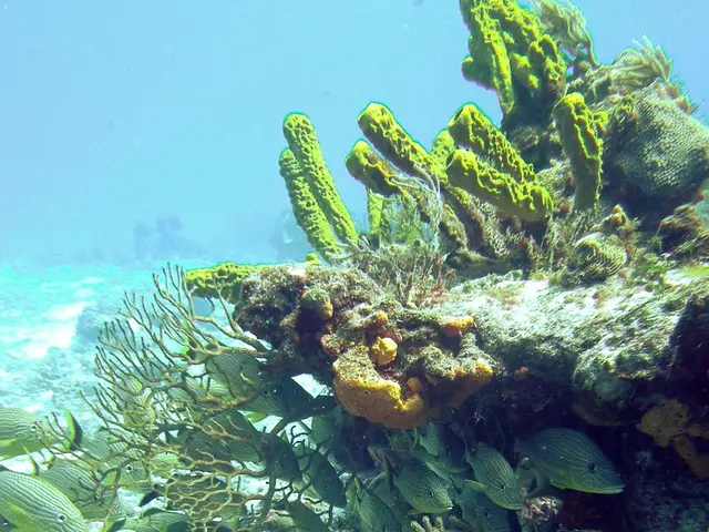 Scallop Survey in the Atlantic Ocean Reveals Results