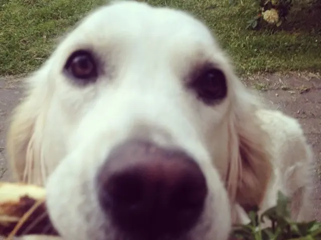 Dogecoin and Ripple ETF Initiatives Potentially to Debut This Week