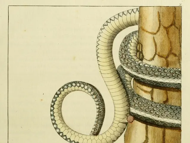 Utilizing Keywords and Positional Arguments for Function Enhancement in Python