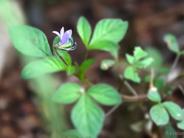 In the image there is a flower plant on the land.