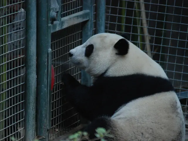 In the picture we can see a panda near the cage and near it, we can see a part of a small plant.