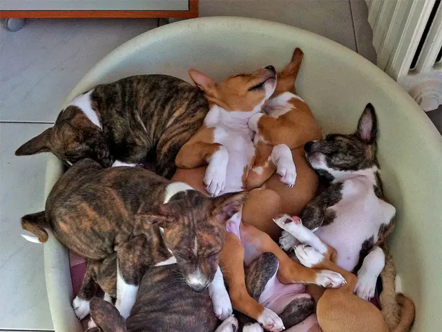 In this image, we can see a dogs are sleeping in a tub. Here there is a floor and object with...