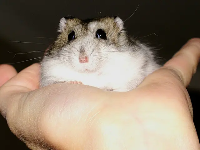 In this image we can see a person holding mouse in the hand.