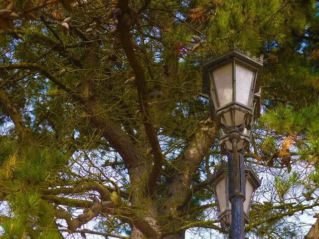 In this image we can see tree, lantern lamps with pole and sky.