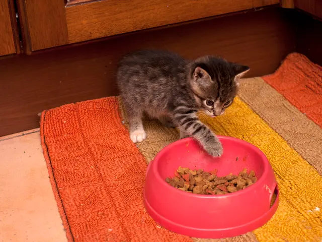 In this image in the center there is a cat, and at the bottom there is floor and mat and there is...