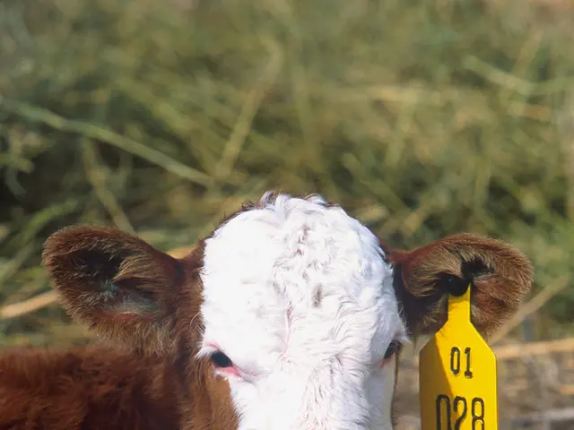 In the center of the image there is a cow on the ground. In the background we can see grass.