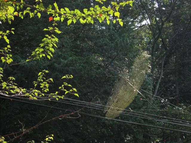 In this image we can see the web. We can also see some wires, trees and the sky.